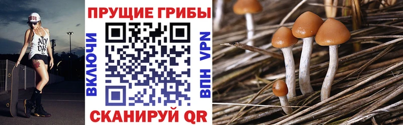 Псилоцибиновые грибы мицелий  Каневская 